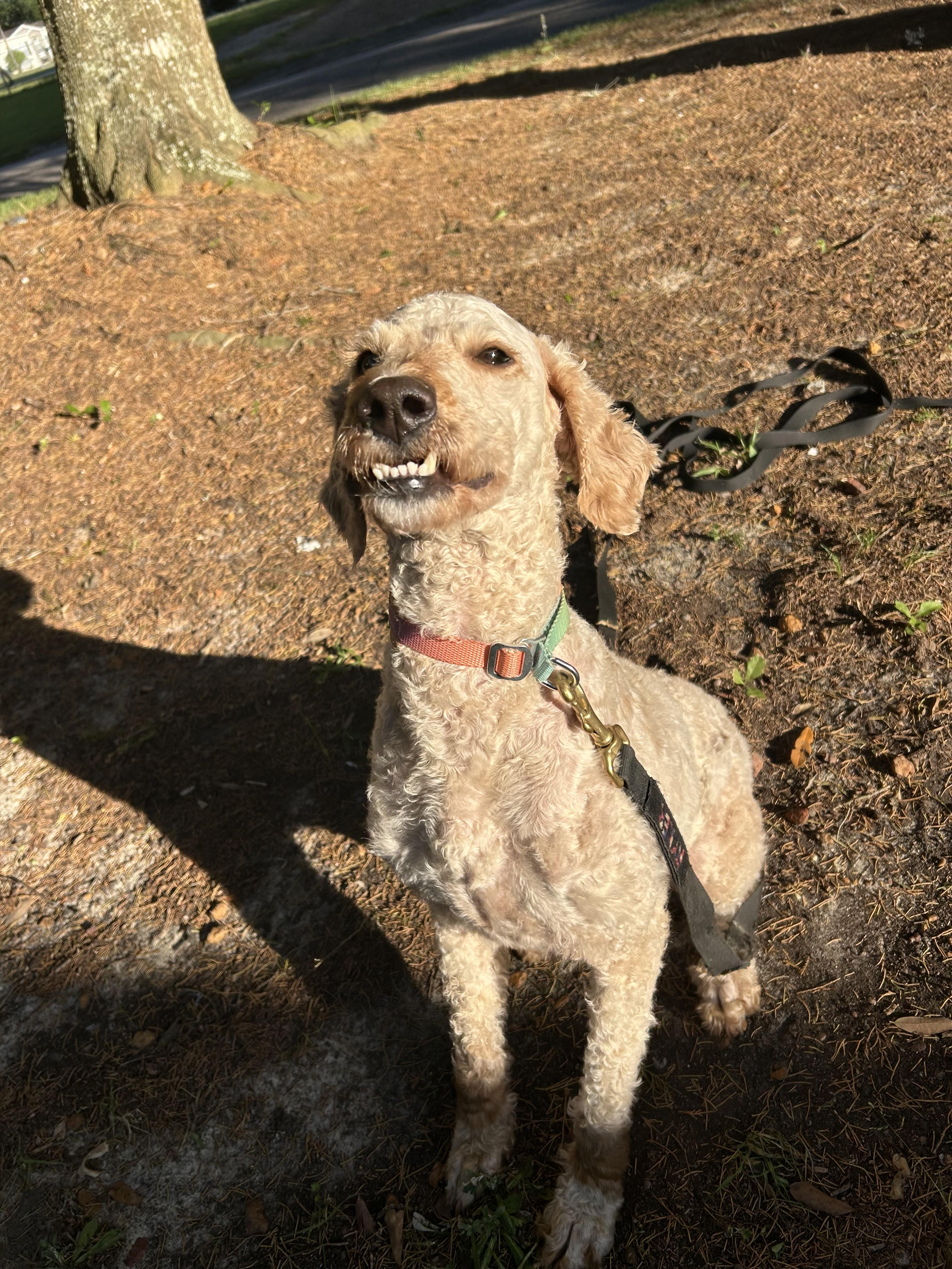 Enlarge Eloise. (beautiful and smart.), an adopted Poodle in Farmington, CT image 2/5