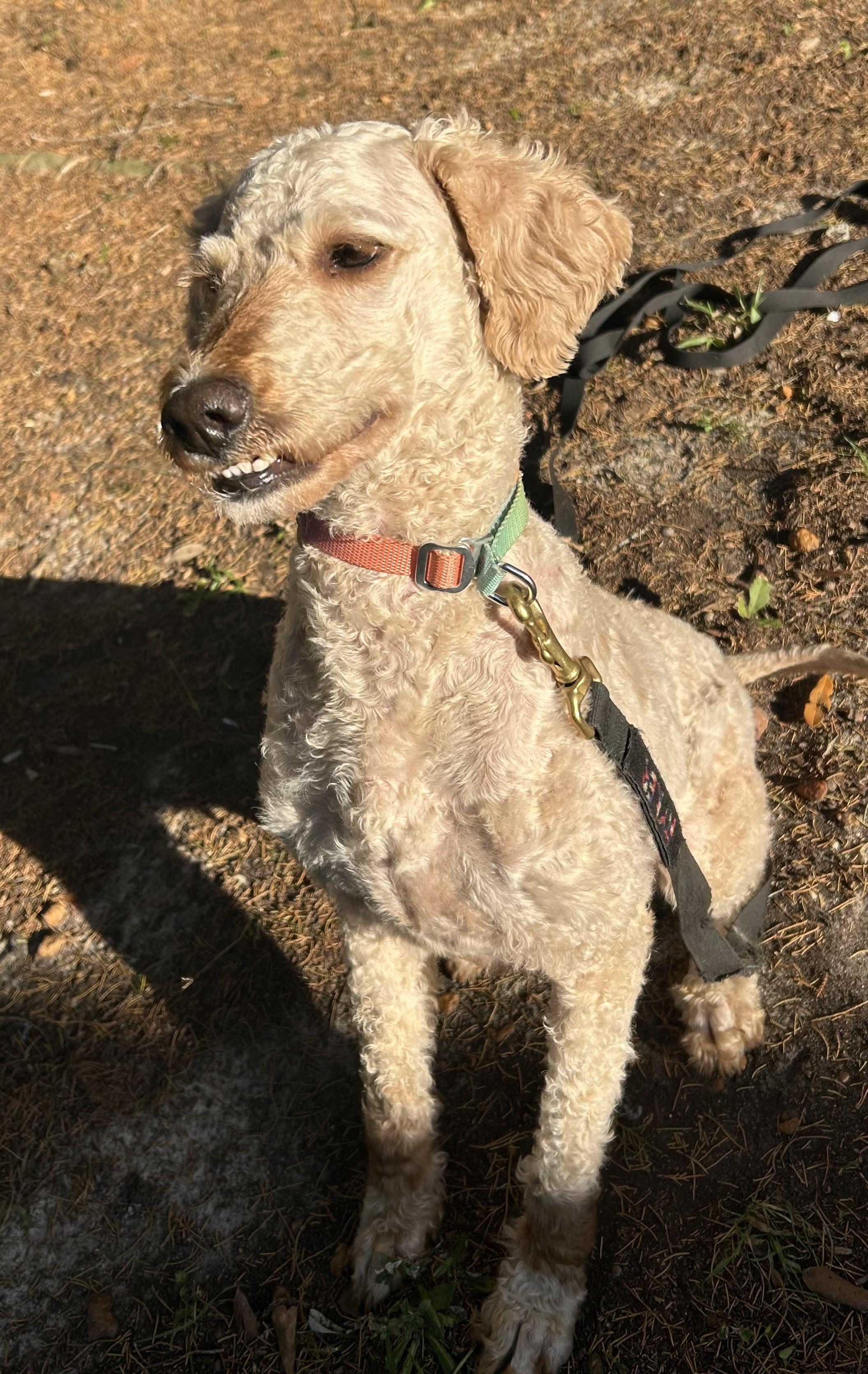 Eloise. (beautiful and smart.), adopted, Young Female Poodle.
