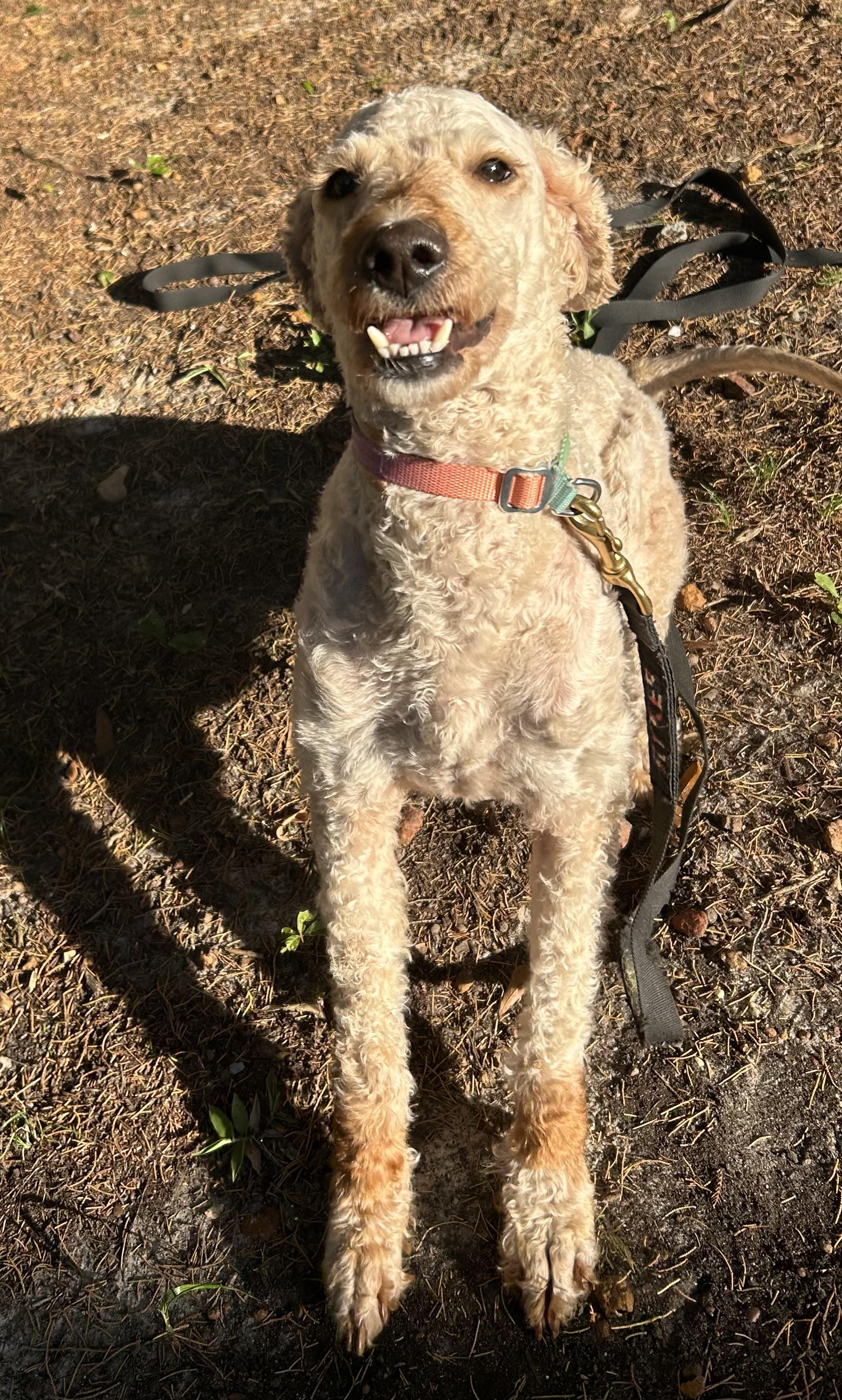 Enlarge Eloise. (beautiful and smart.), an adopted Poodle in Farmington, CT image 5/5