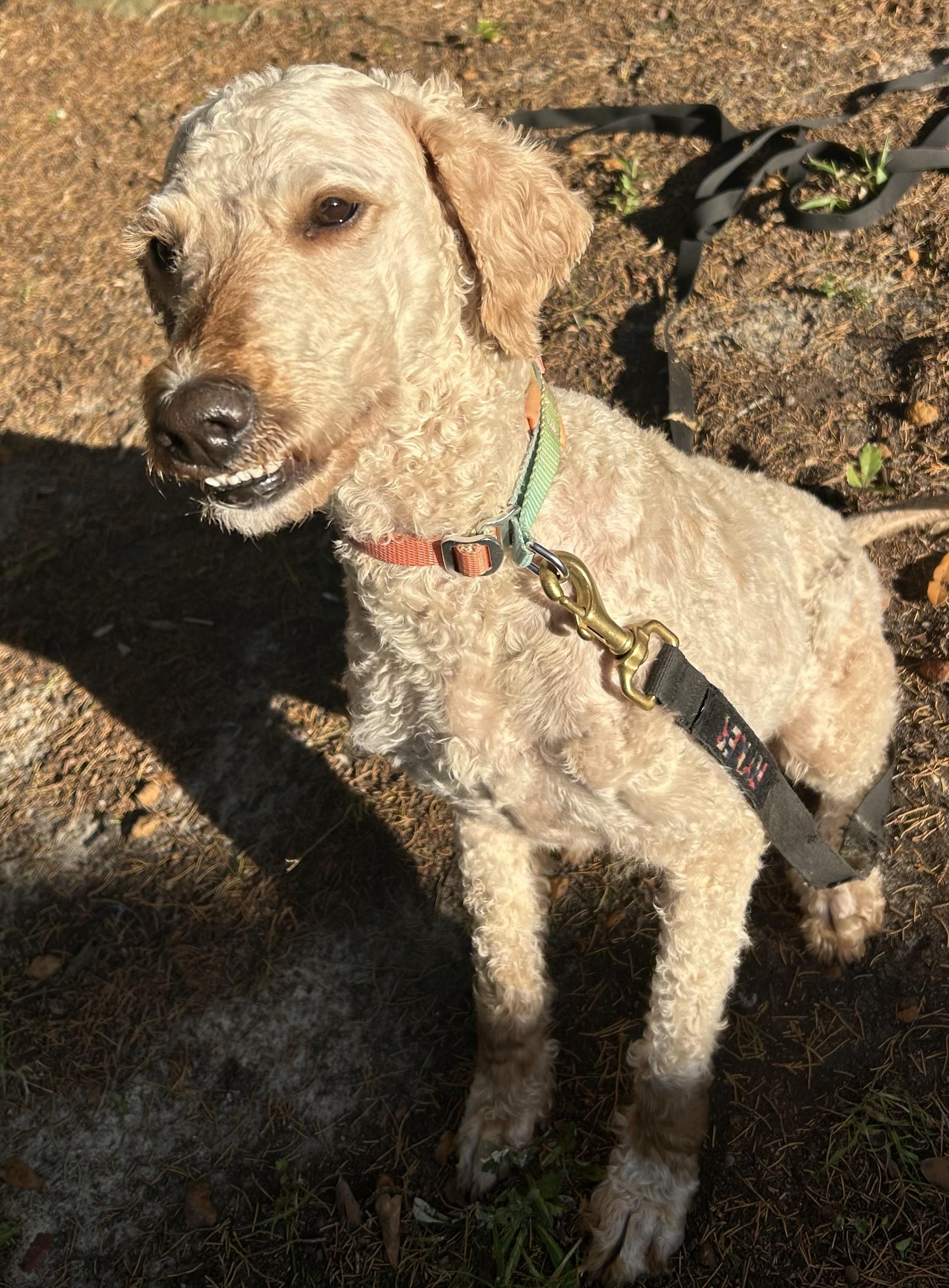 Enlarge Eloise. (beautiful and smart.), an adopted Poodle in Farmington, CT image 4/5