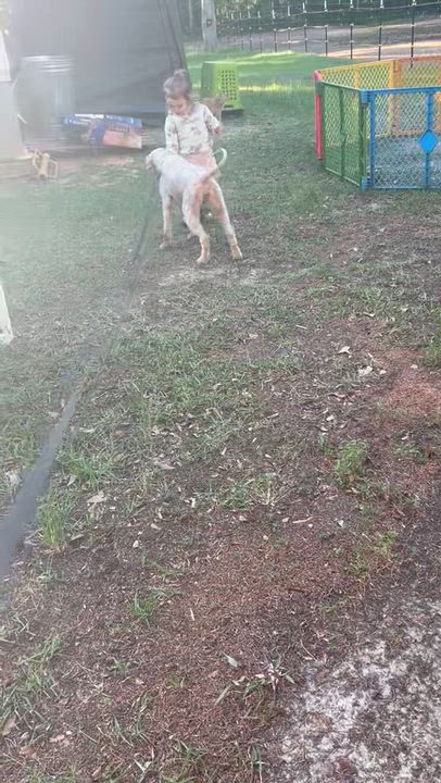 Enlarge Eloise. (beautiful and smart.), an adopted Poodle in Farmington, CT video 3/5