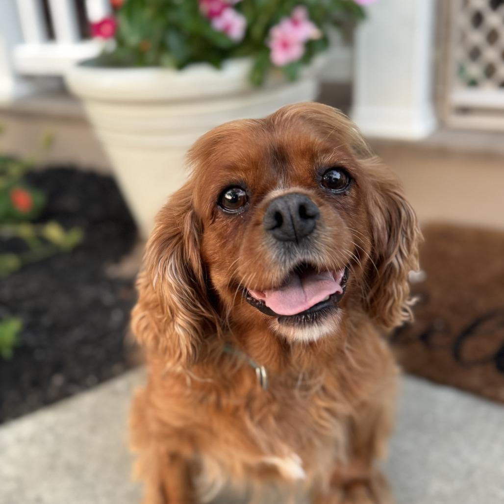 Dottie, Adoptable, Adult Female Cavalier King Charles Spaniel.