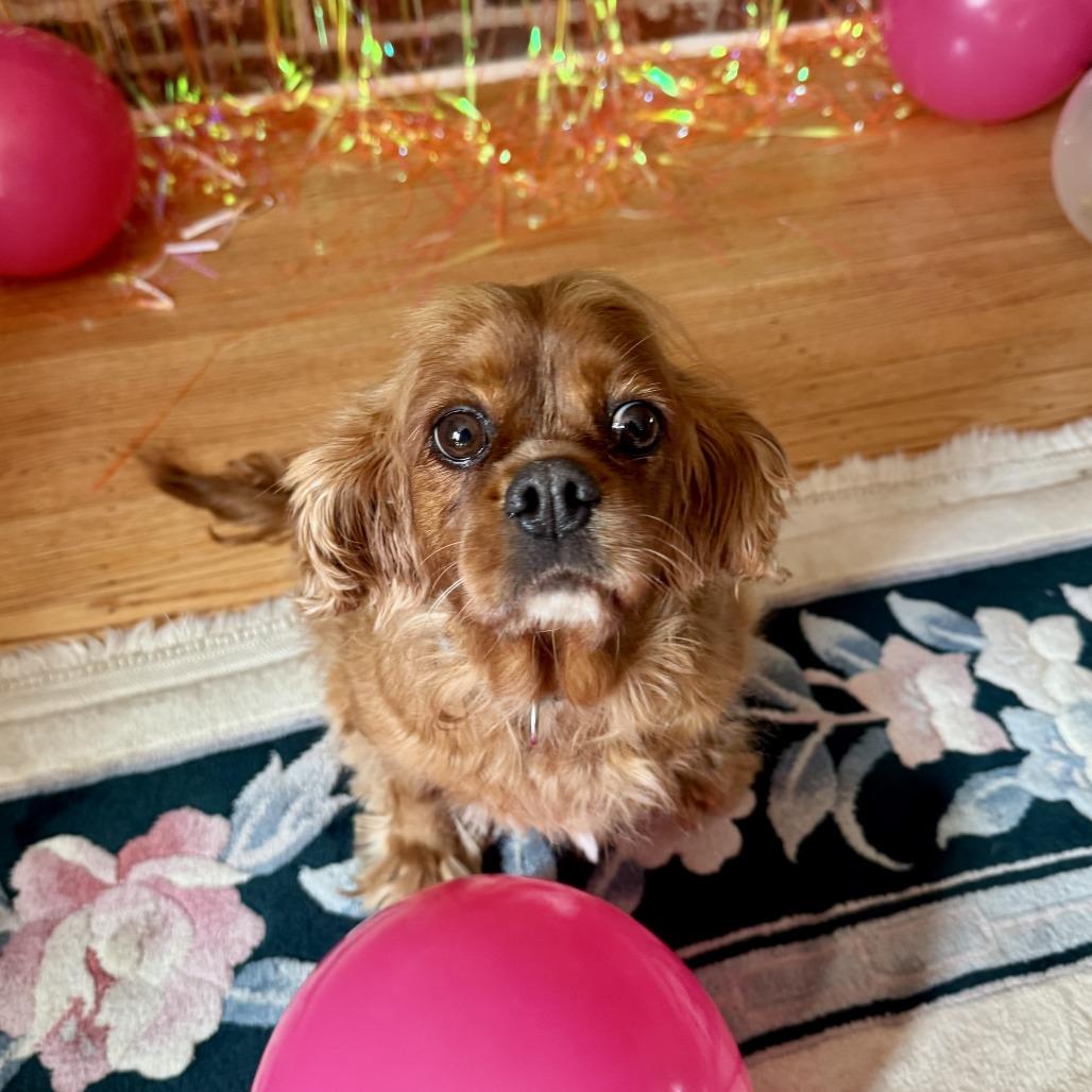 Enlarge Dottie, a Adoptable Cavalier King Charles Spaniel in Sinking Spring, PA image 2/6