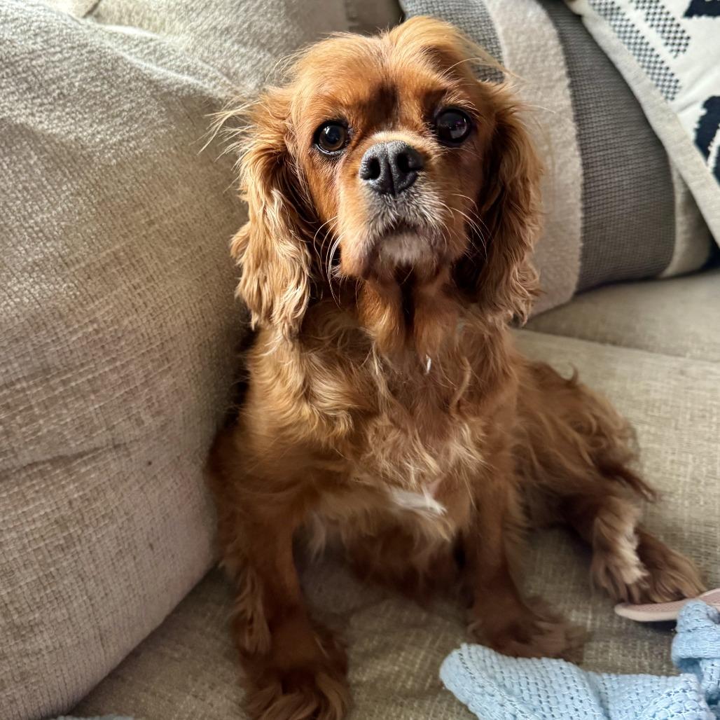 Enlarge Dottie, a Adoptable Cavalier King Charles Spaniel in Sinking Spring, PA image 3/6