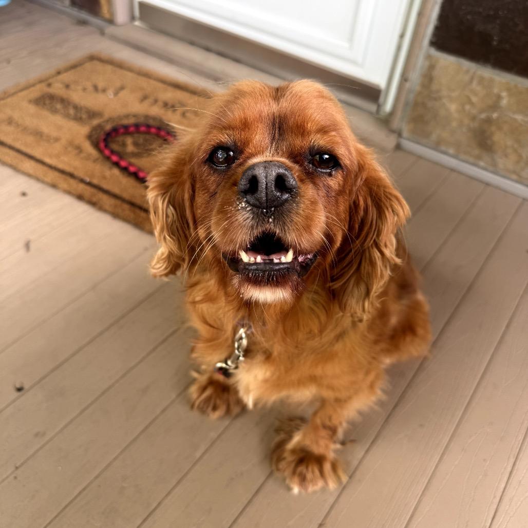 Enlarge Dottie, a Adoptable Cavalier King Charles Spaniel in Sinking Spring, PA image 4/6