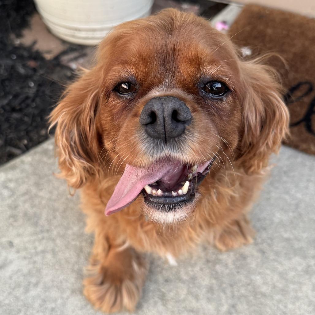 Enlarge Dottie, a Adoptable Cavalier King Charles Spaniel in Sinking Spring, PA image 5/6