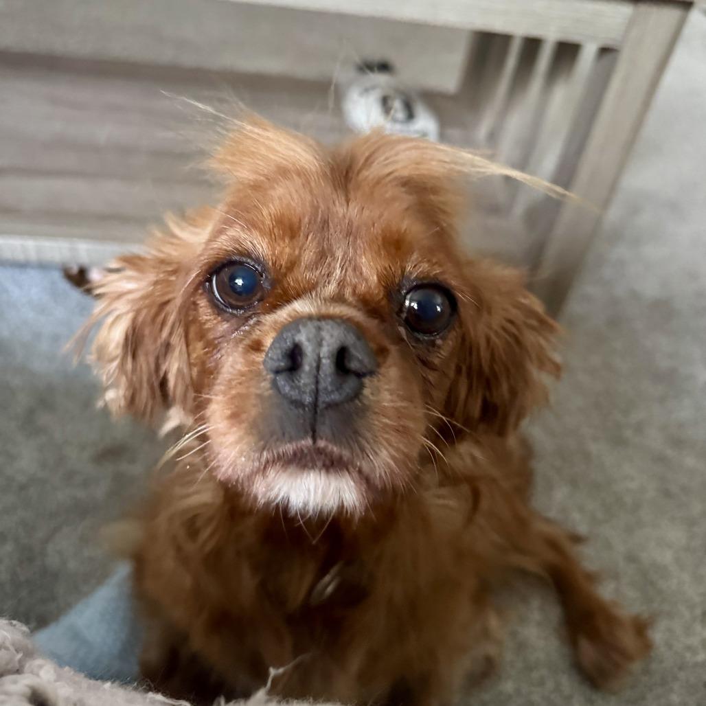 Enlarge Dottie, a Adoptable Cavalier King Charles Spaniel in Sinking Spring, PA image 6/6