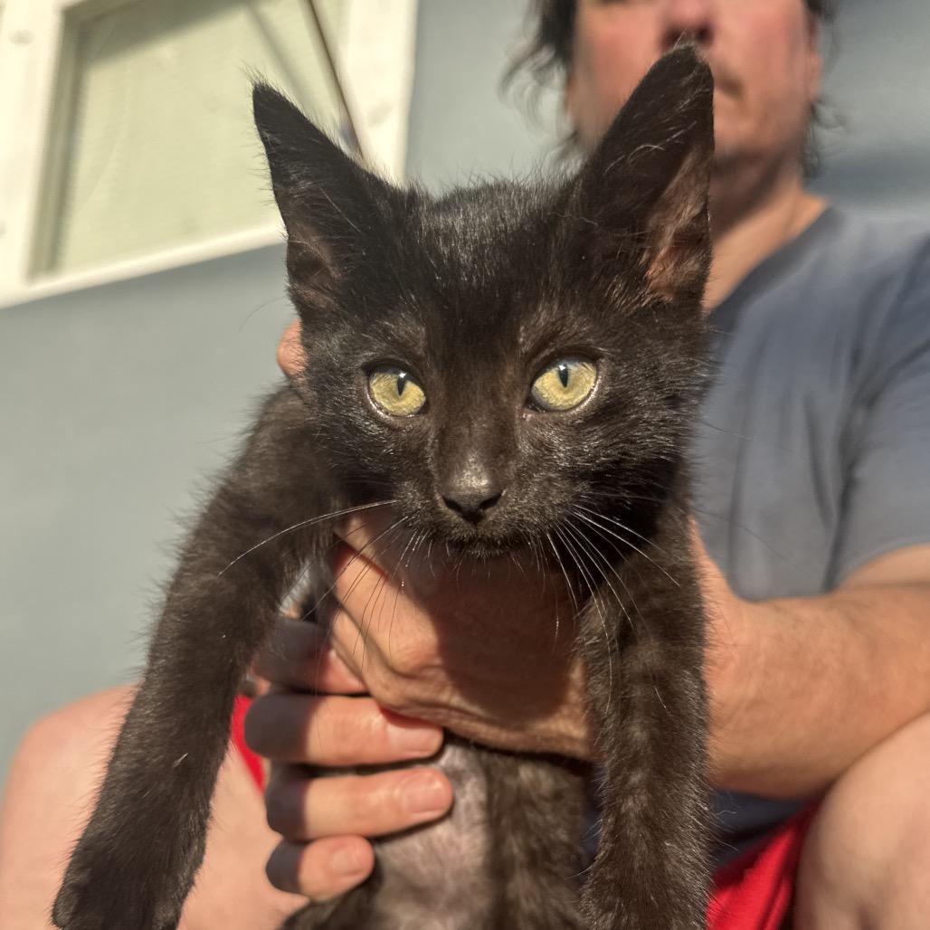 Blackie, Adoptable, Kitten Male Domestic Short Hair.