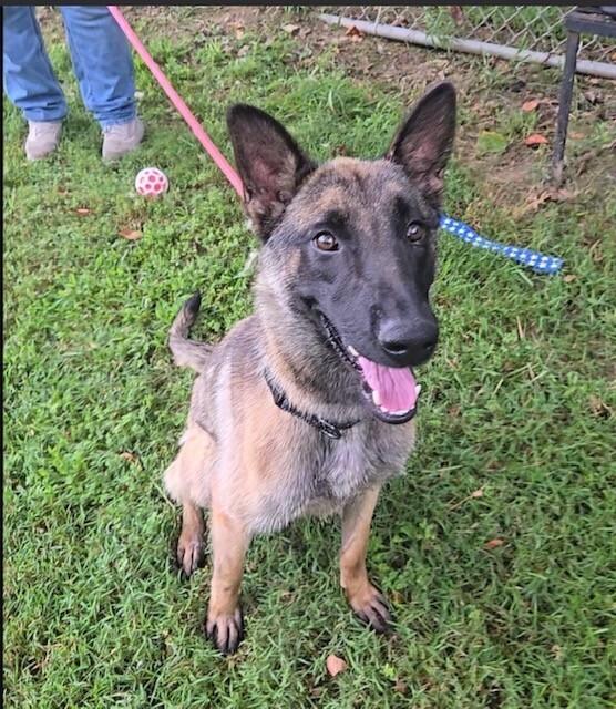 Maeve located in Illinois photo