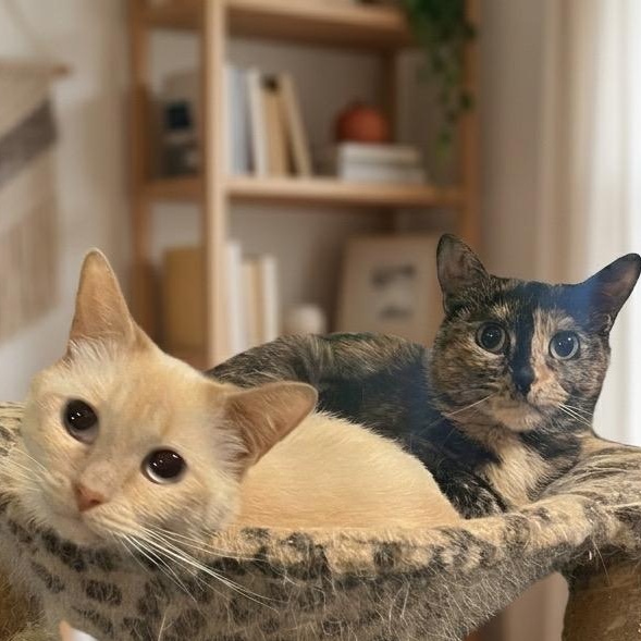 Truffles and Morel , ADOPTABLE, Adult Female Siamese & Tortoiseshell.