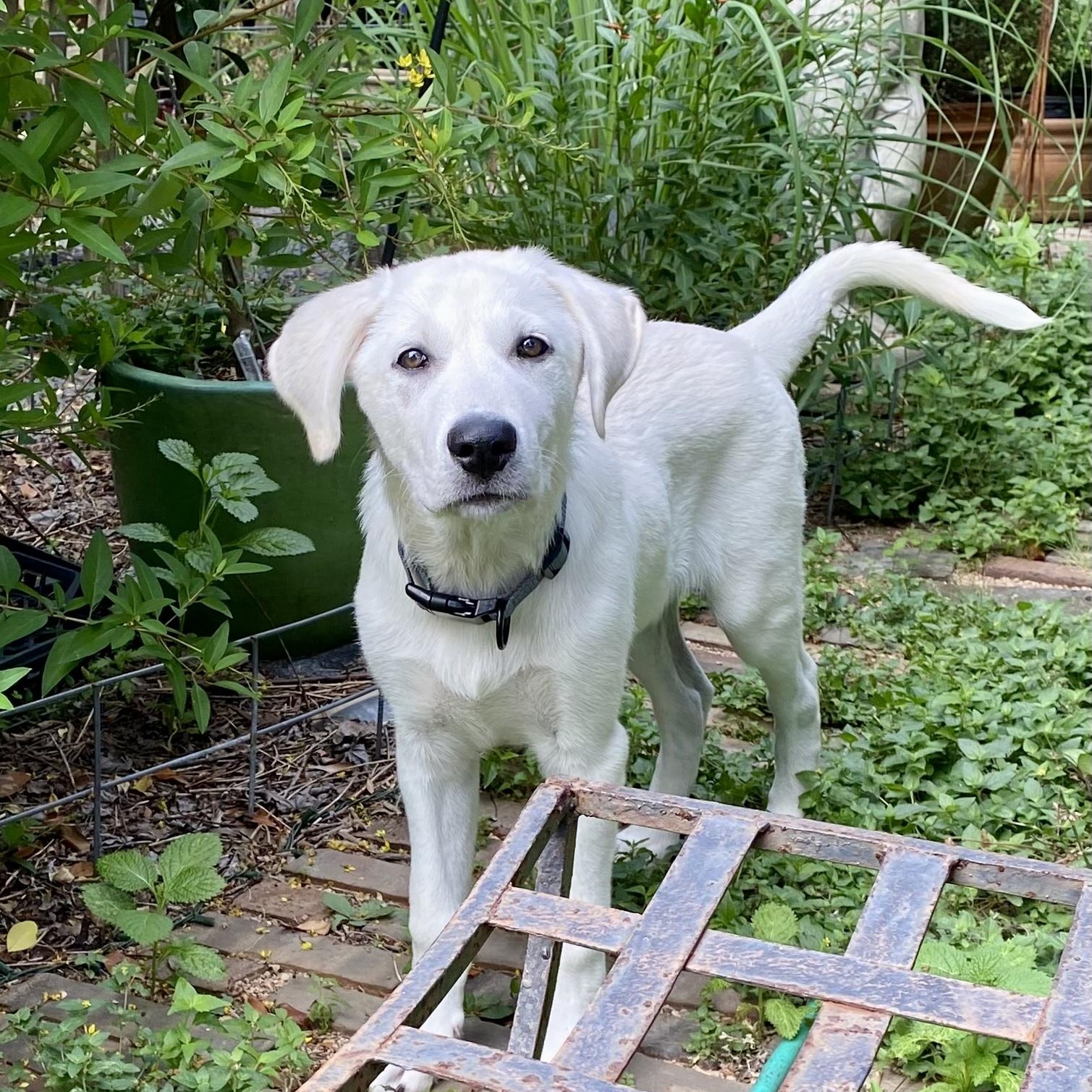 Enlarge Ollie, an adopted mixed breed in Jay, NY image 2/6