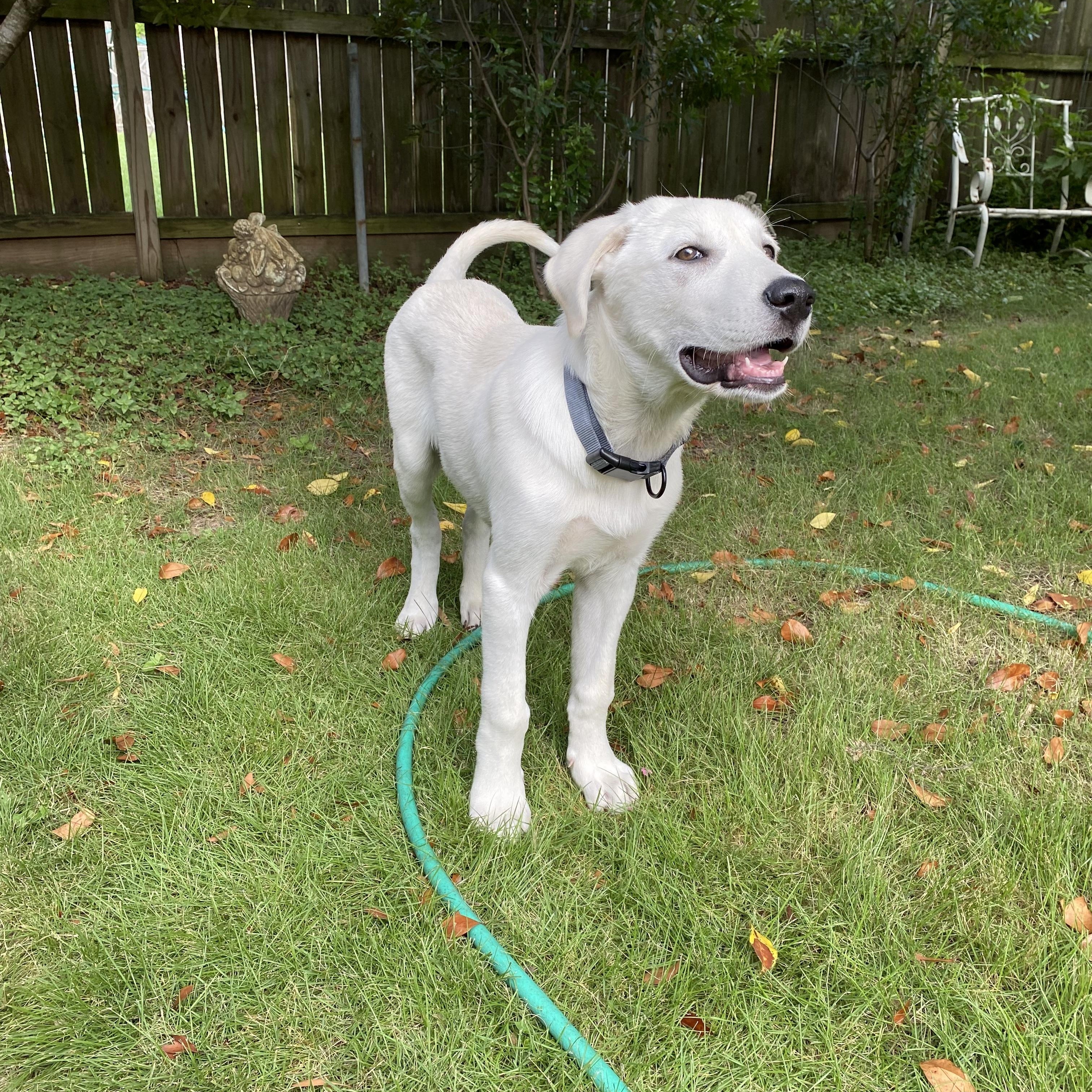 Enlarge Ollie, an adopted mixed breed in Jay, NY image 4/6