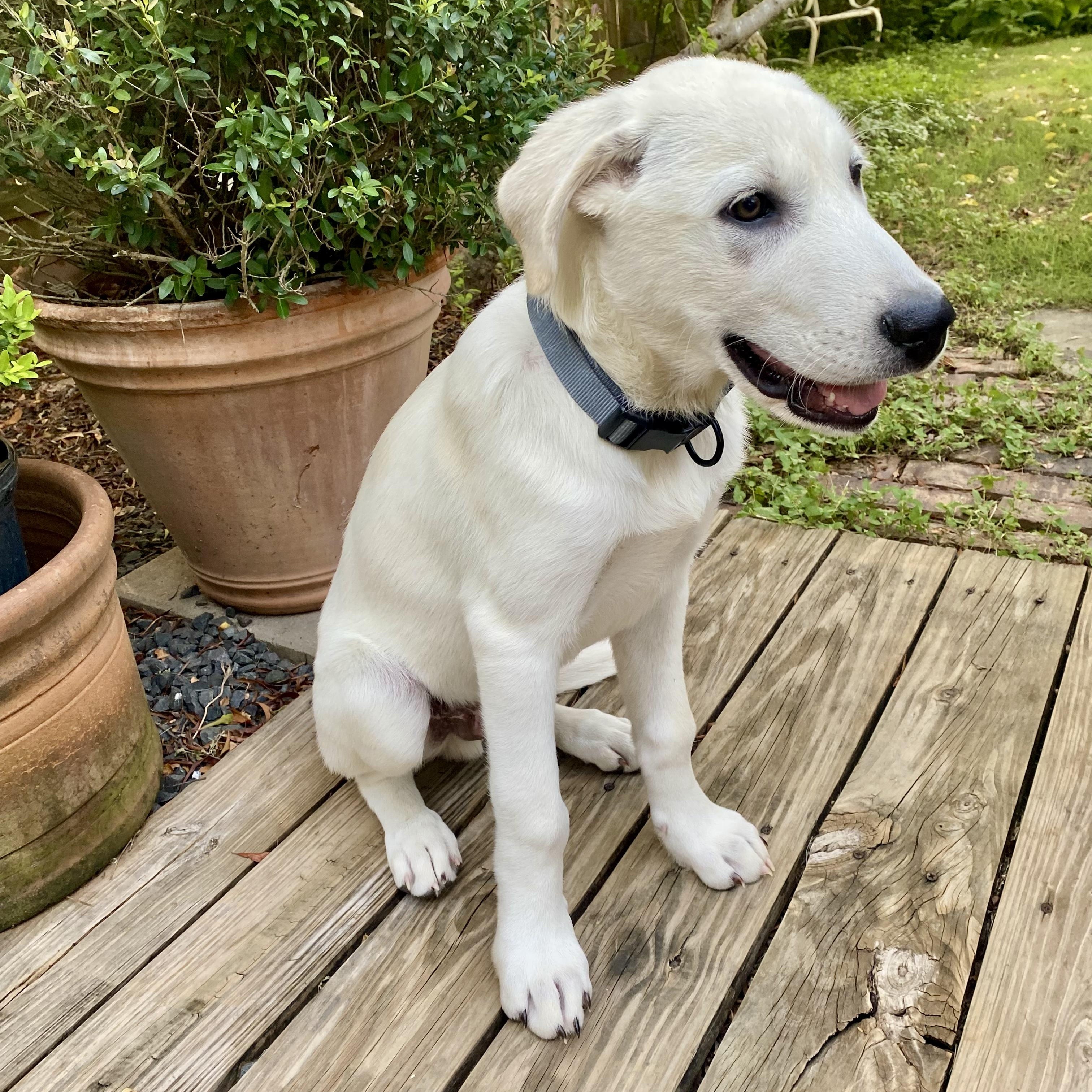 Enlarge Ollie, an adopted mixed breed in Jay, NY image 5/6