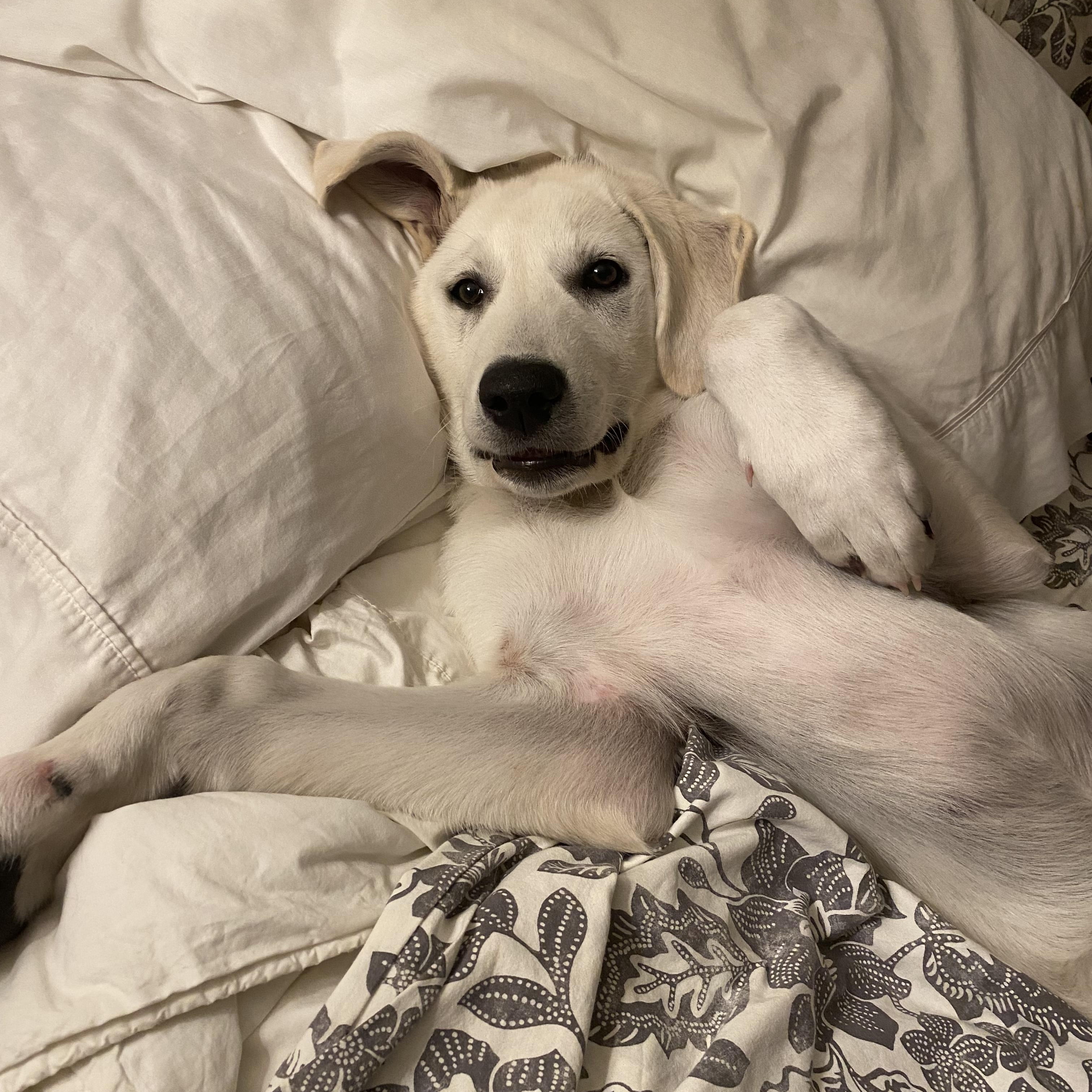 Enlarge Ollie, an adopted mixed breed in Jay, NY image 1/6