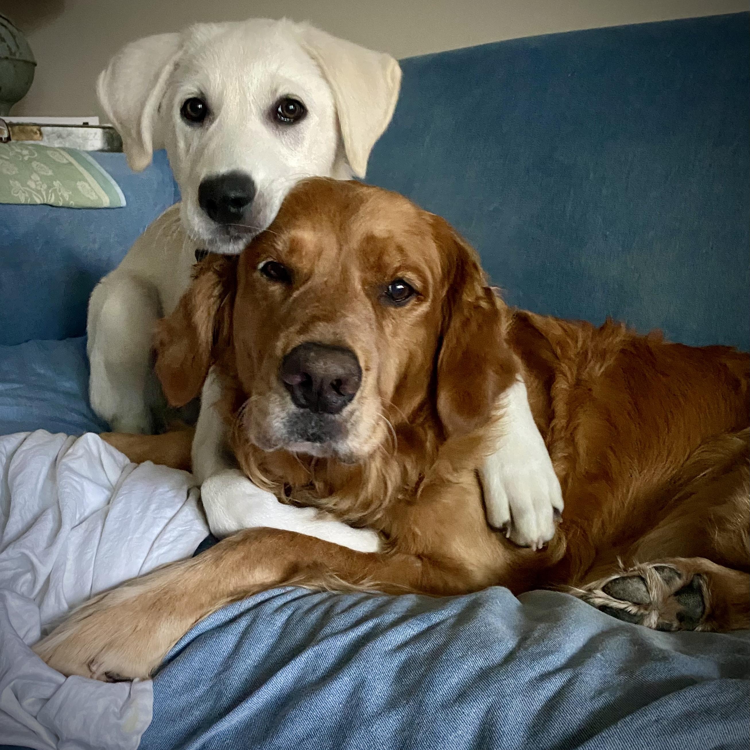Enlarge Ollie, an adopted mixed breed in Jay, NY image 3/6