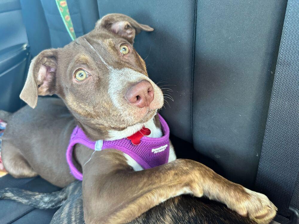 Spinach, Adoptable, Puppy Male Labrador Retriever.