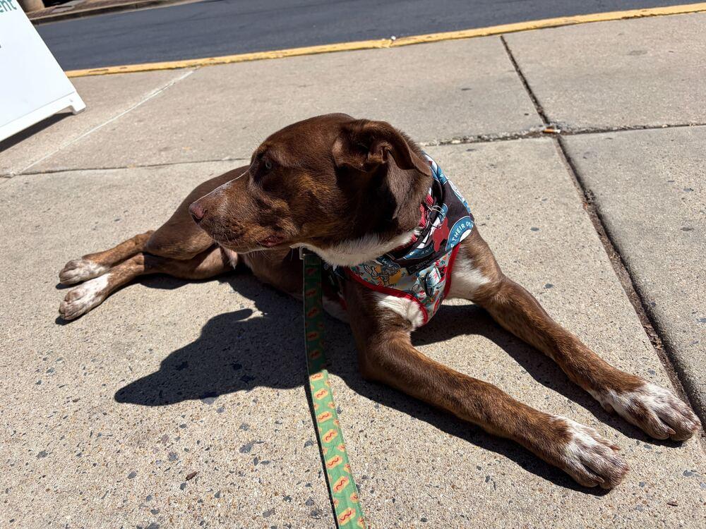 Enlarge Spinach, a Adoptable mixed breed in Silver Spring, MD image 1/6