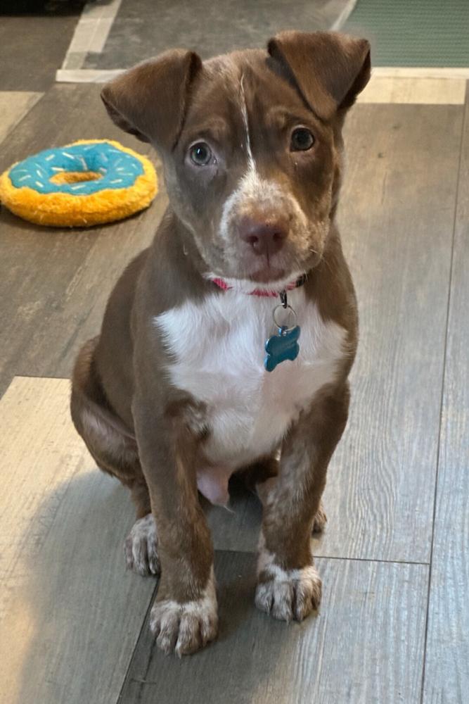 Enlarge Spinach, a Adoptable mixed breed in Silver Spring, MD image 2/6