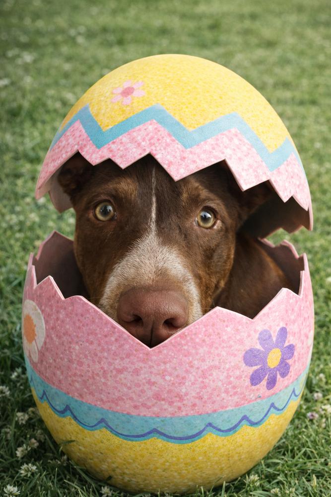 Enlarge Spinach, a Adoptable mixed breed in Silver Spring, MD image 3/6