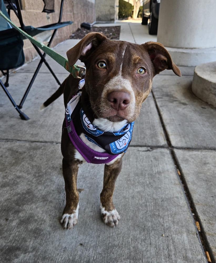 Enlarge Spinach, a Adoptable mixed breed in Silver Spring, MD image 4/6