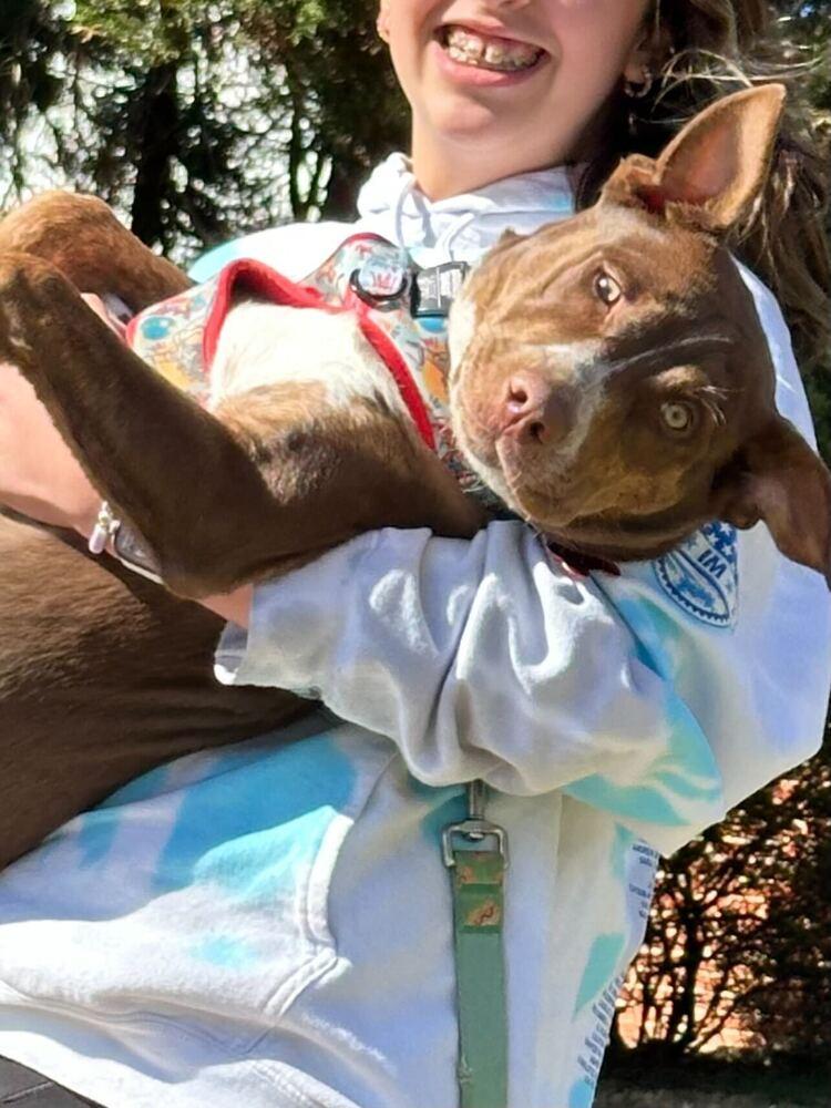 Enlarge Spinach, a Adoptable mixed breed in Silver Spring, MD image 5/6