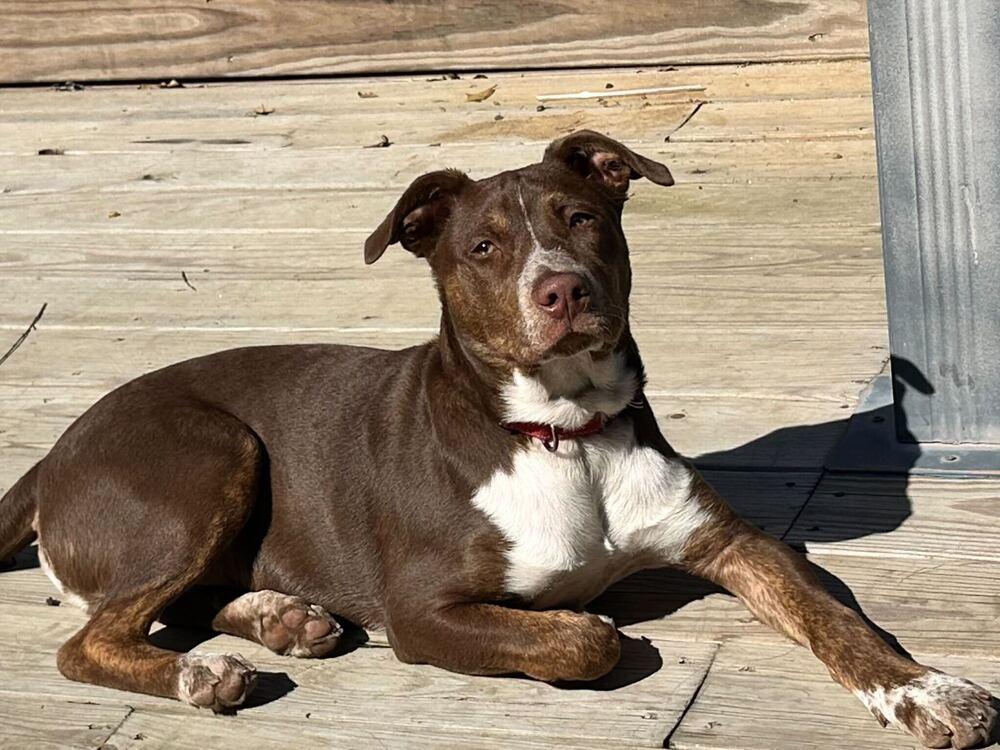 Enlarge Spinach, a Adoptable mixed breed in Silver Spring, MD image 6/6