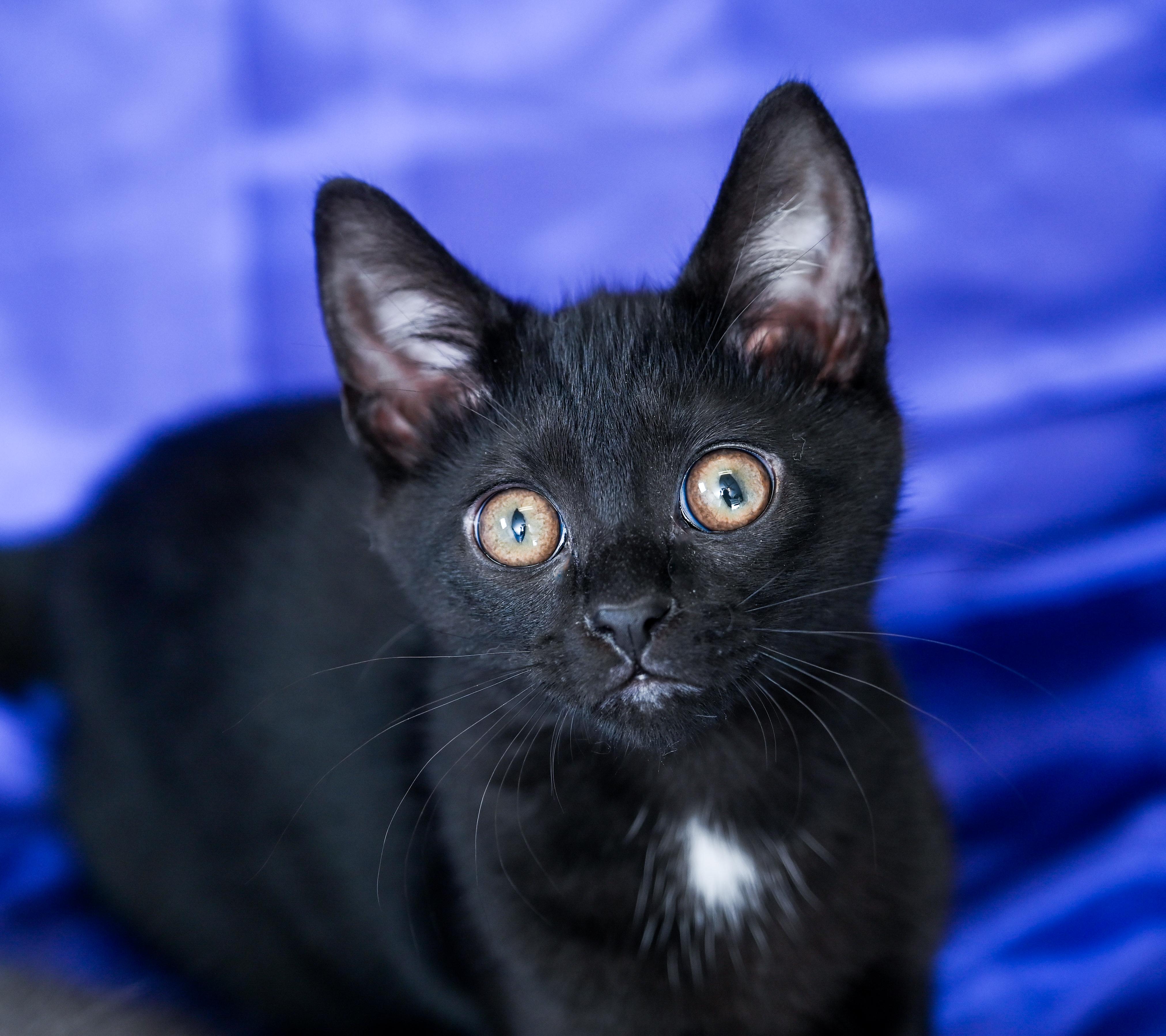 Statler, an adopted Domestic Short Hair in Chattanooga, TN image 5/5