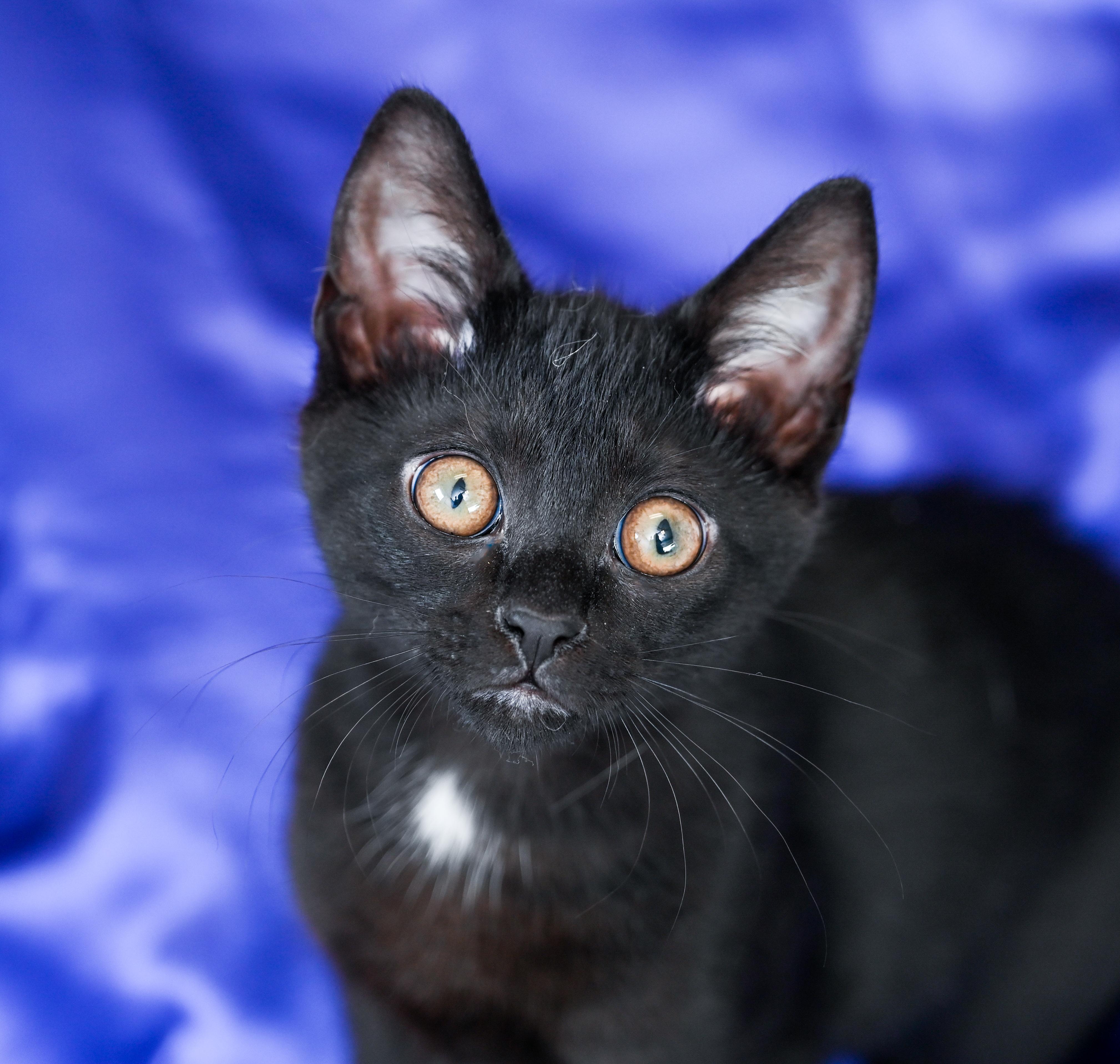 Statler, an adopted Domestic Short Hair in Chattanooga, TN image 4/5