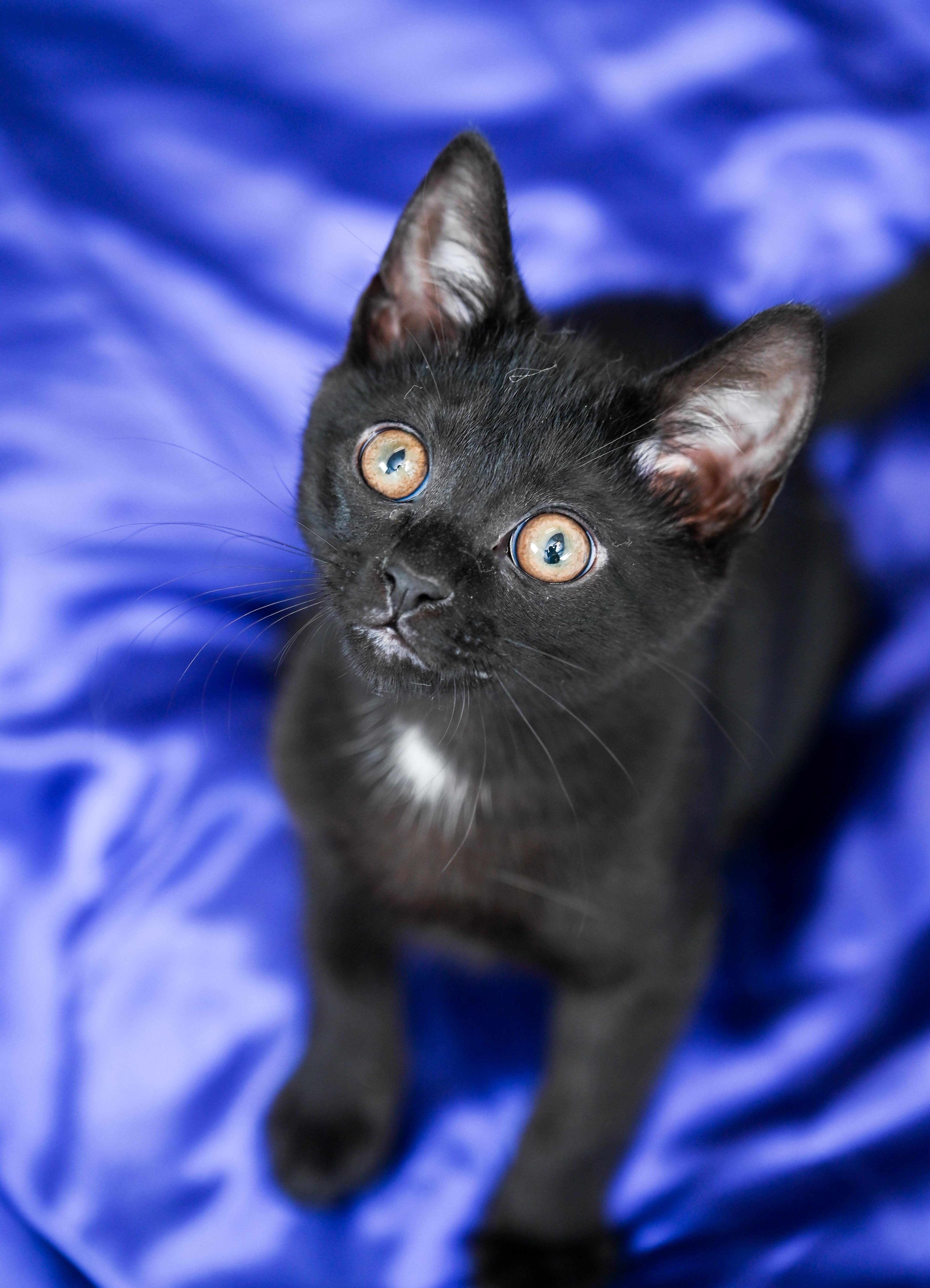 Statler, adopted, Kitten Male Domestic Short Hair.