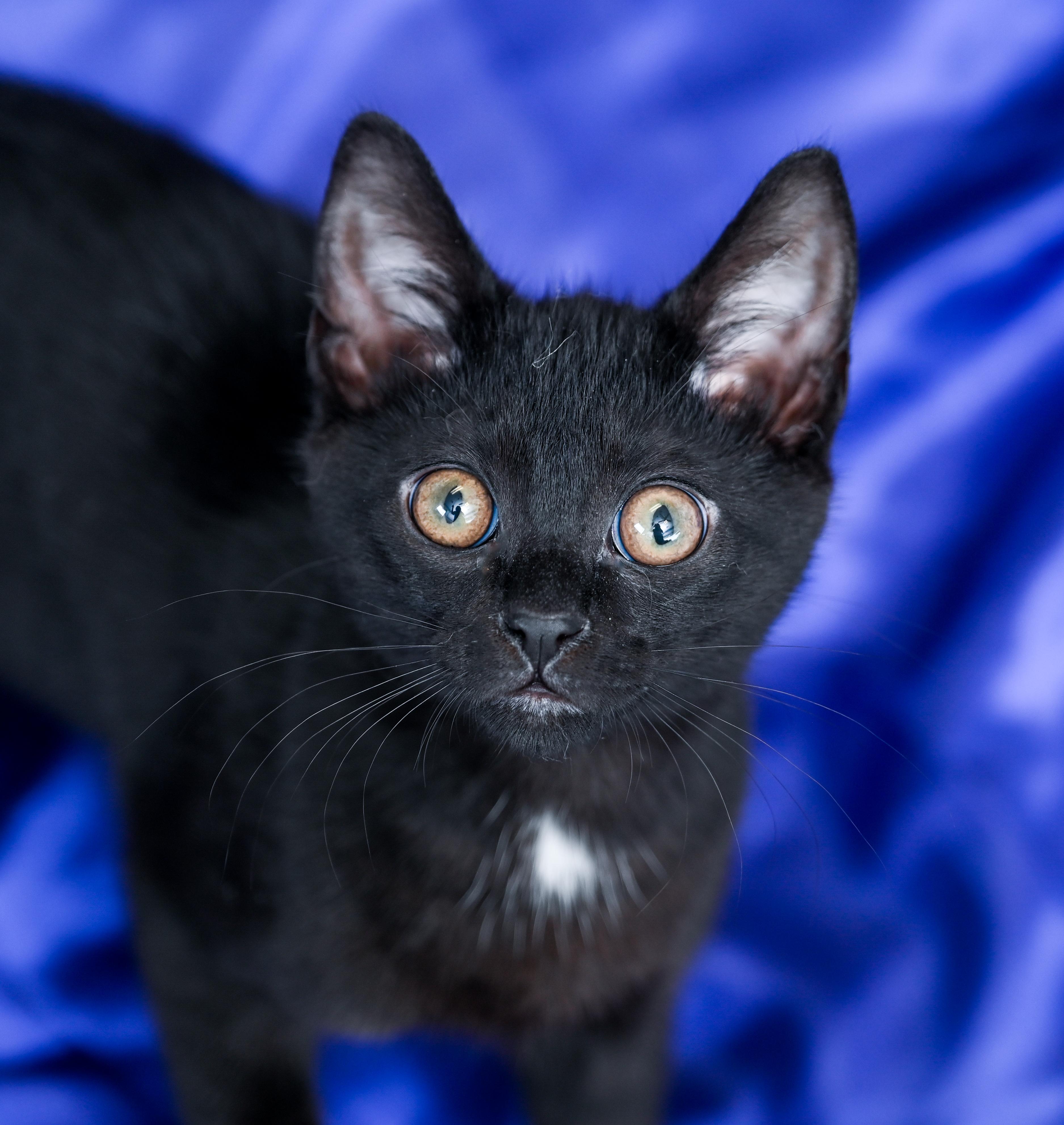 Statler, an adopted Domestic Short Hair in Chattanooga, TN image 3/5