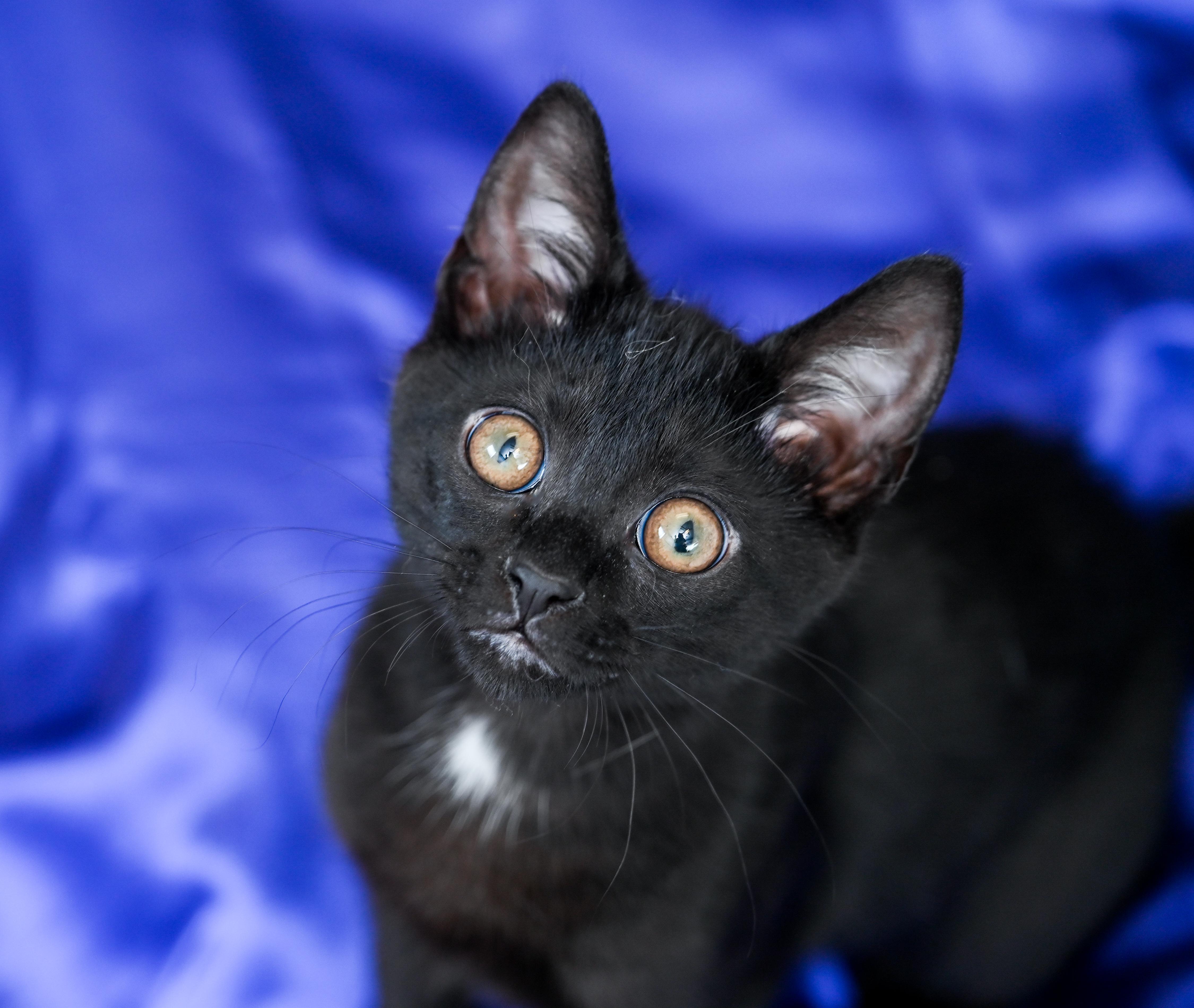 Statler, an adopted Domestic Short Hair in Chattanooga, TN image 2/5