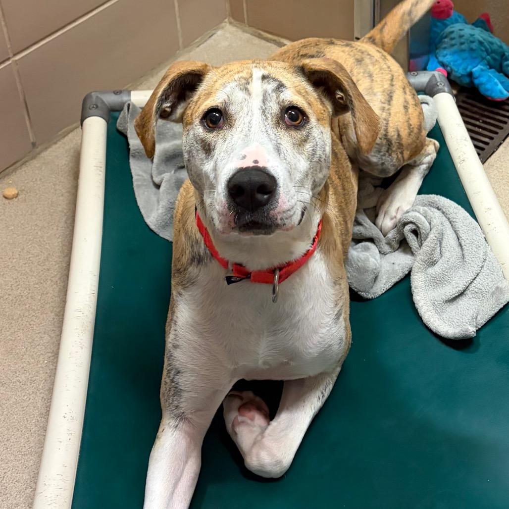 Bo, Adoptable, Adult Male Mixed Breed.