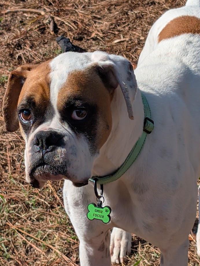 Enlarge Jackson, an adopted Boxer in Amory, MS image 1/4