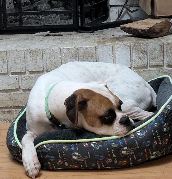 Enlarge Jackson, an adopted Boxer in Amory, MS image 3/4