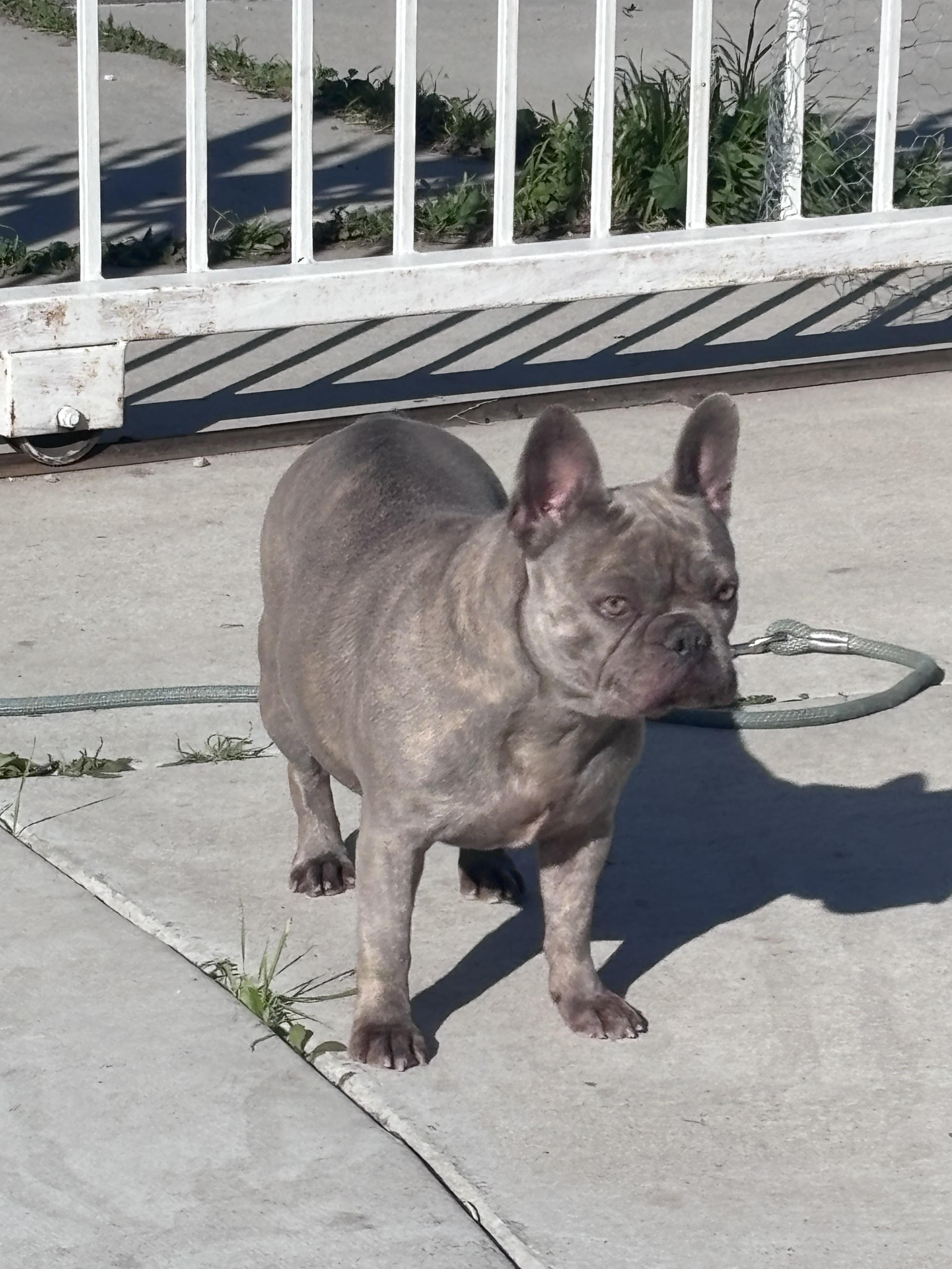 Enlarge Jules, a ADOPTABLE French Bulldog in Corona, CA image 2/3