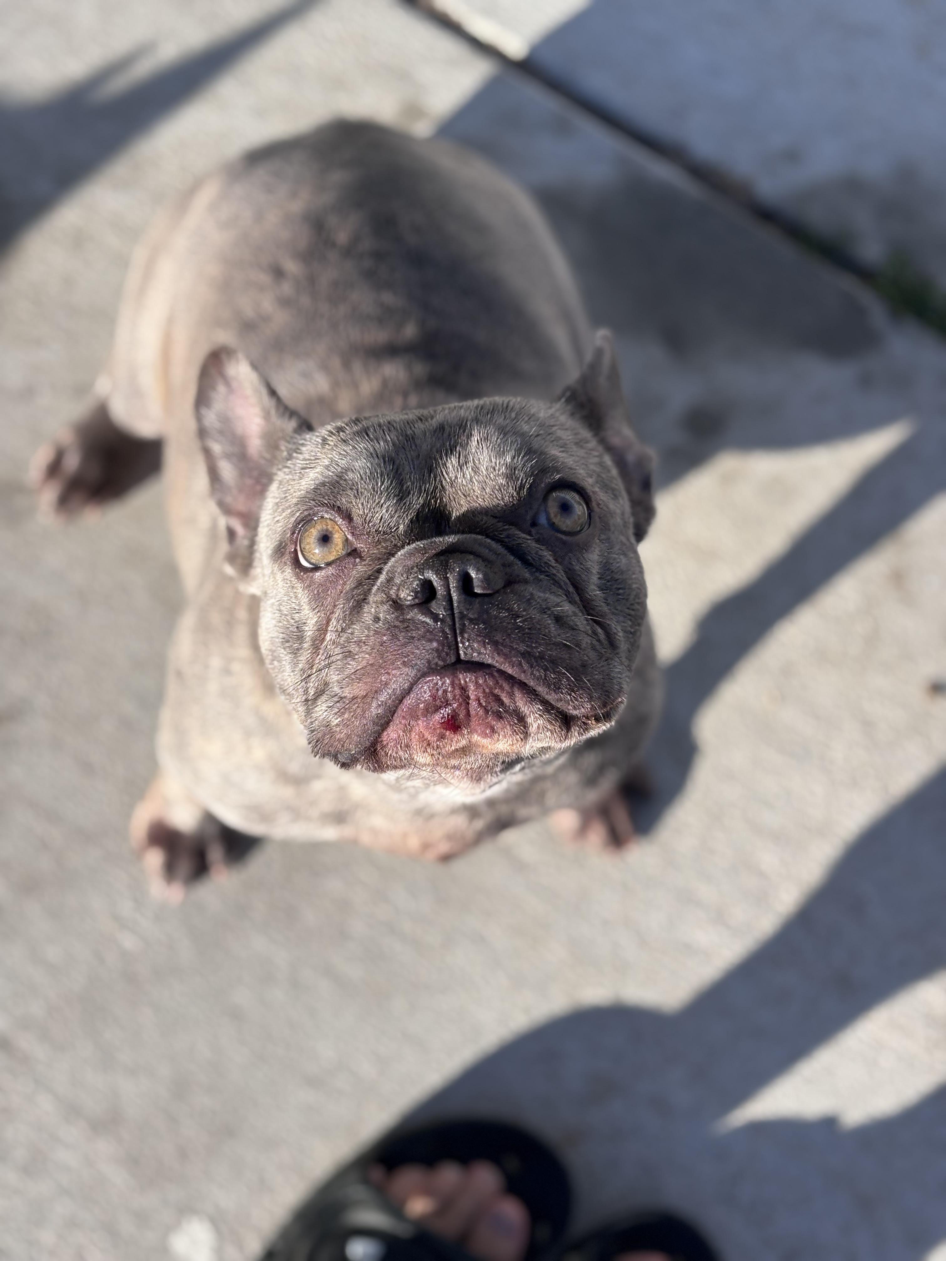 Jules, ADOPTABLE, Adult Female French Bulldog.