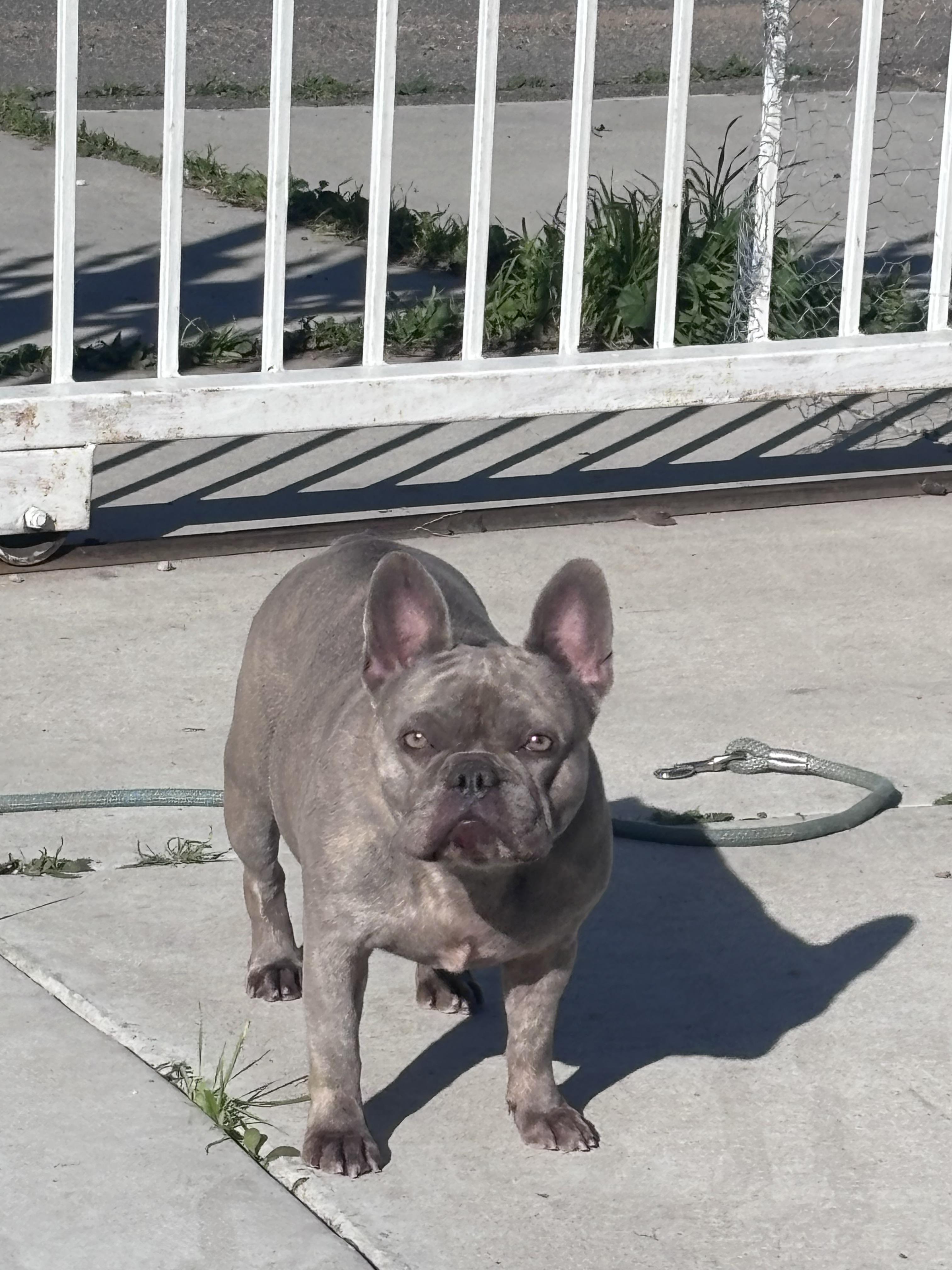 Enlarge Jules, a ADOPTABLE French Bulldog in Corona, CA image 3/3
