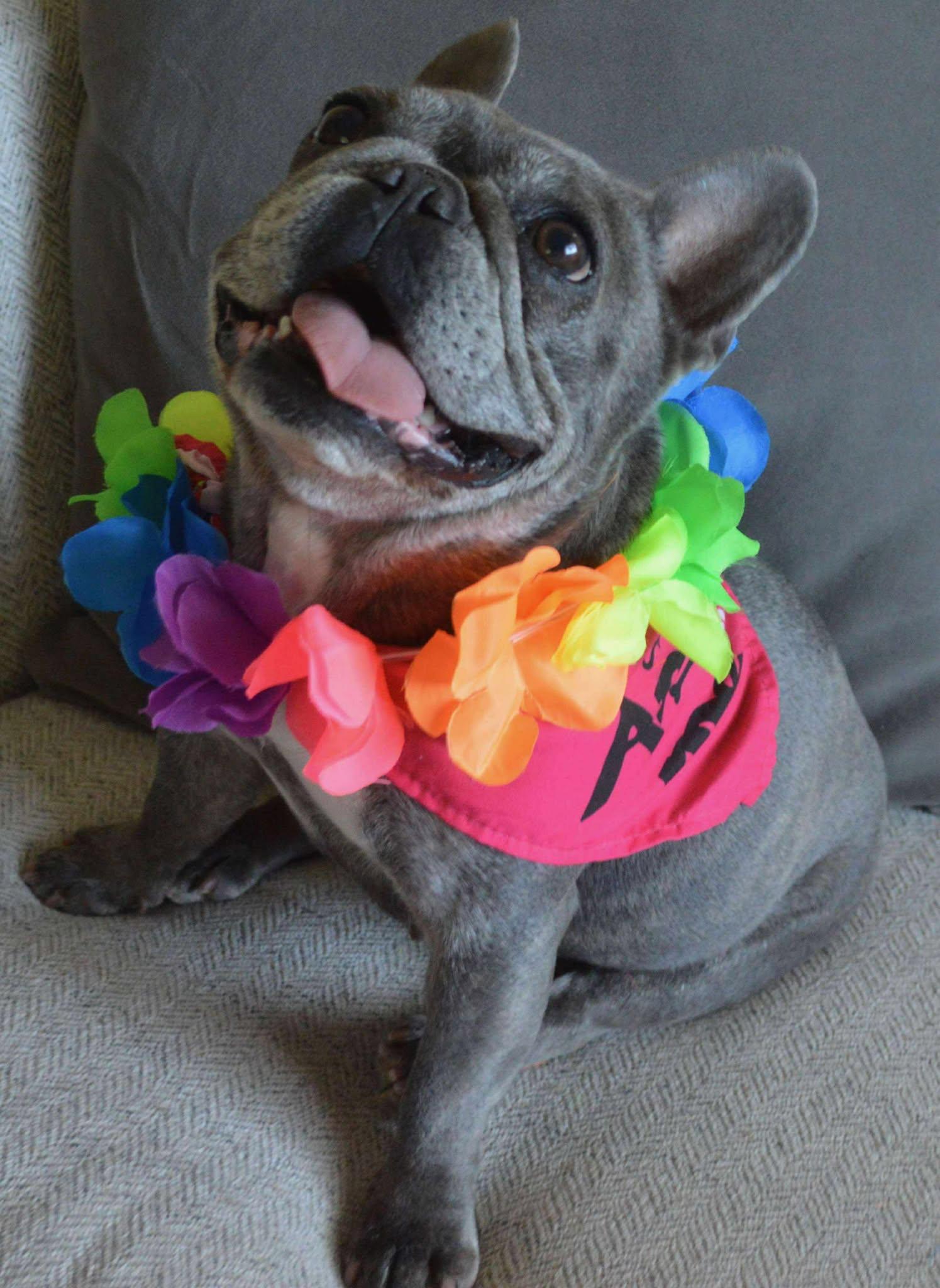 Enlarge Lucy, a Adopted French Bulldog in Menifee, CA image 2/6