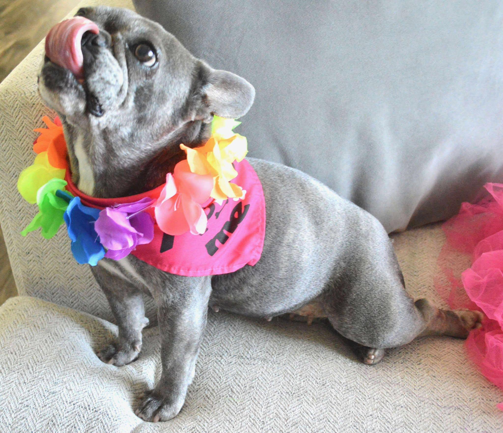 Enlarge Lucy, a Adopted French Bulldog in Menifee, CA image 3/6