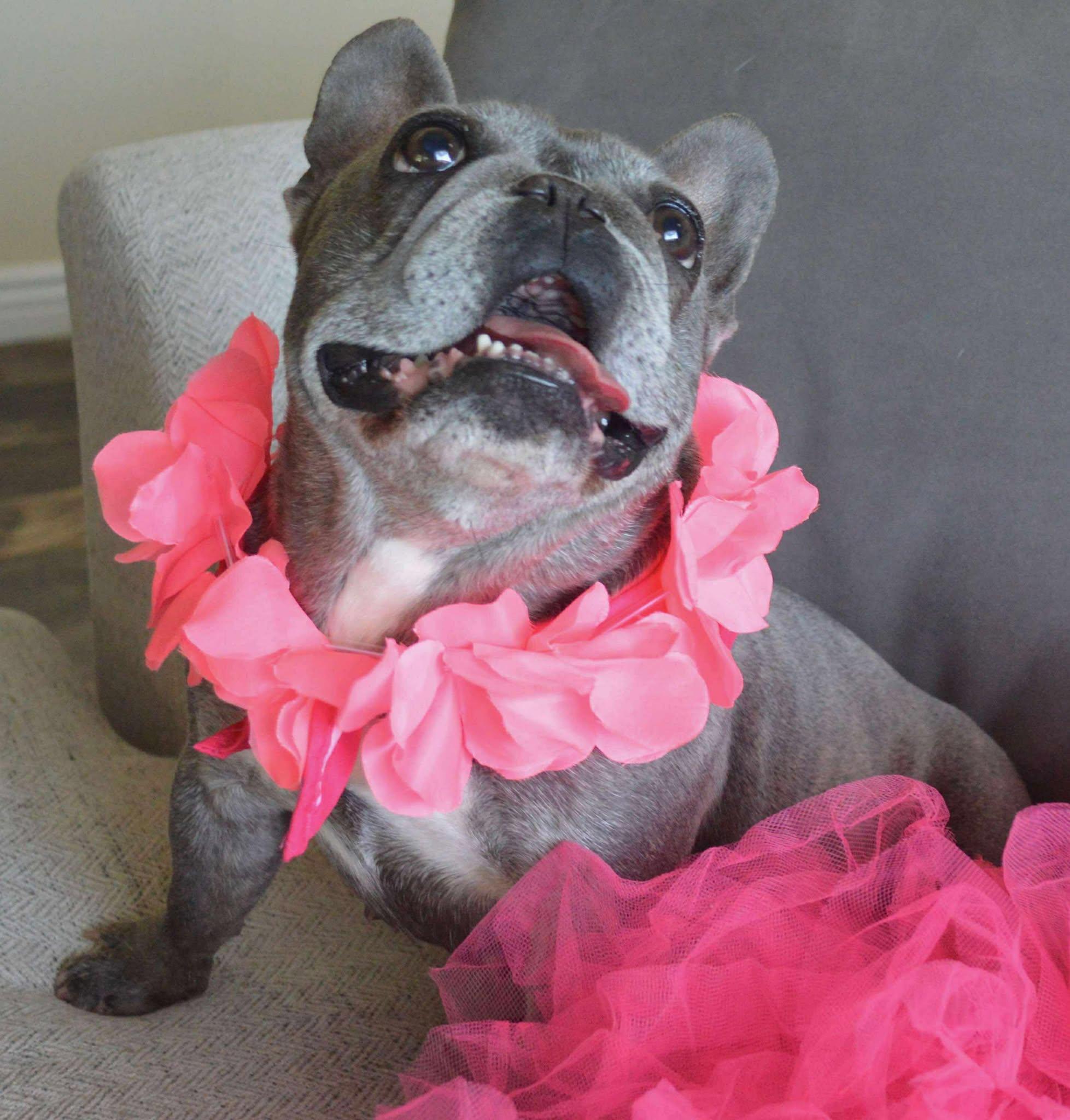 Enlarge Lucy, a Adopted French Bulldog in Menifee, CA image 4/6