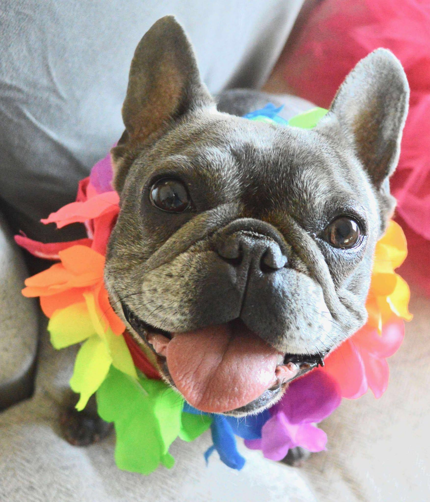 Lucy, Adopted, Adult Female French Bulldog.