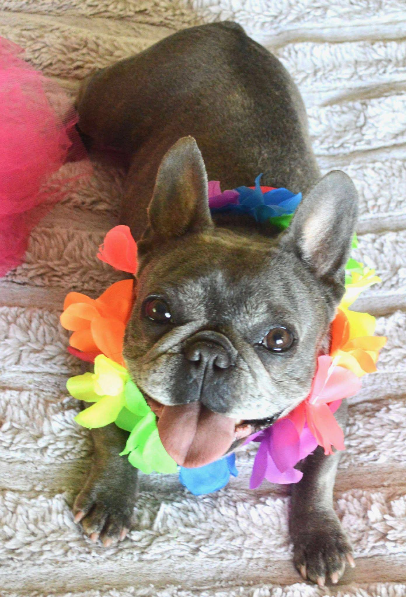 Enlarge Lucy, a Adopted French Bulldog in Menifee, CA image 6/6
