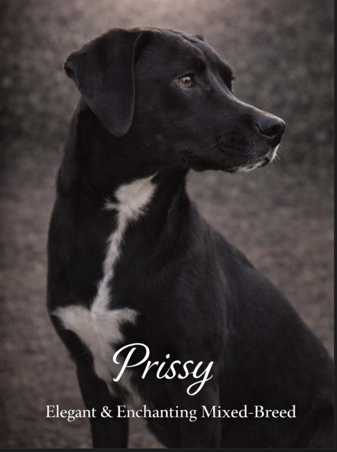 Prissy, an adoptable mixed breed in Livingston, TX image 3/3