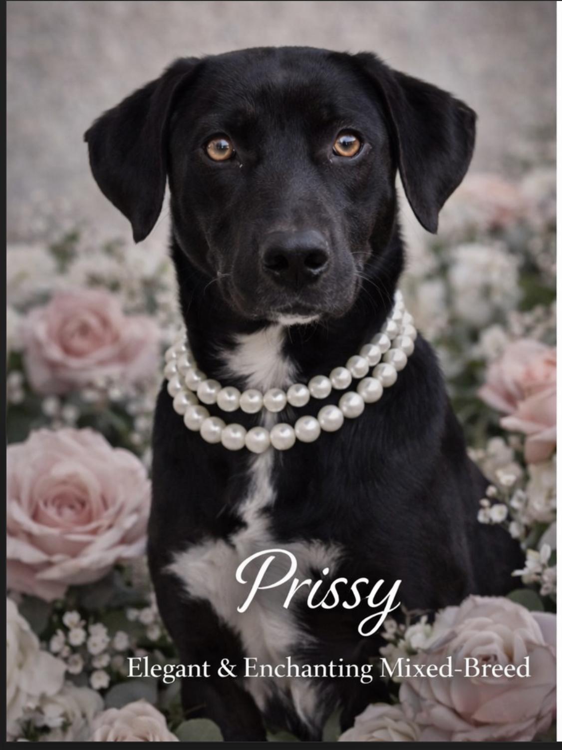 Prissy, an adoptable mixed breed in Livingston, TX image 2/3