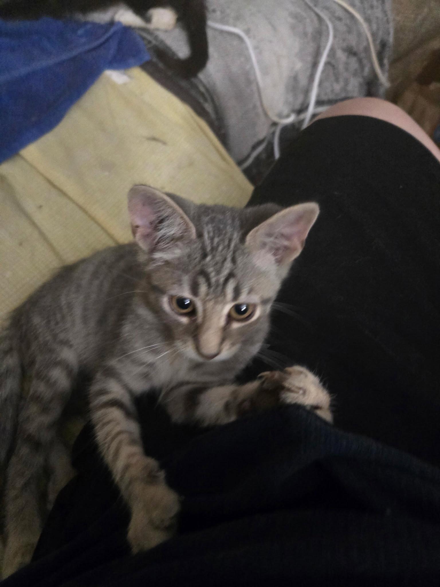 Freckles, Adoptable, Kitten Male Domestic Short Hair.