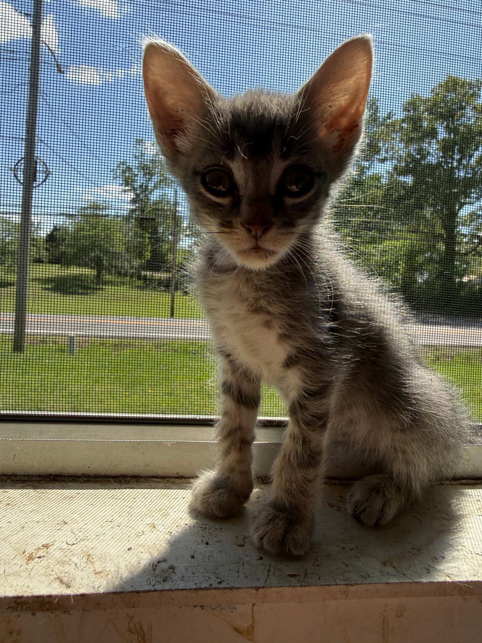 Enlarge Freckles, a Adoptable Domestic Short Hair in White Bluff, TN image 2/2