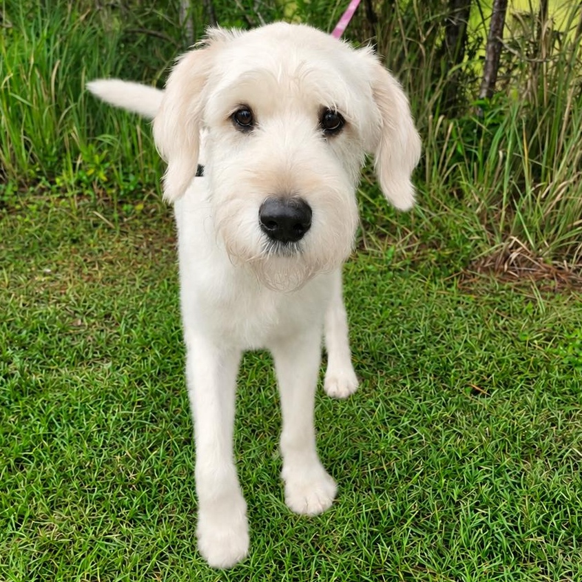 Enlarge Scottie, a Adoptable mixed breed in Southfield , MI image 2/6