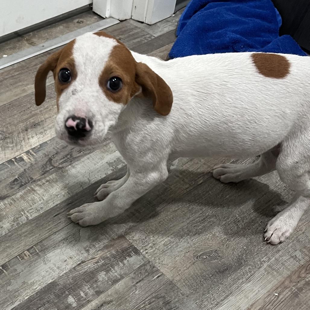 Chandler, Adoptable, Puppy Male Hound & Beagle.