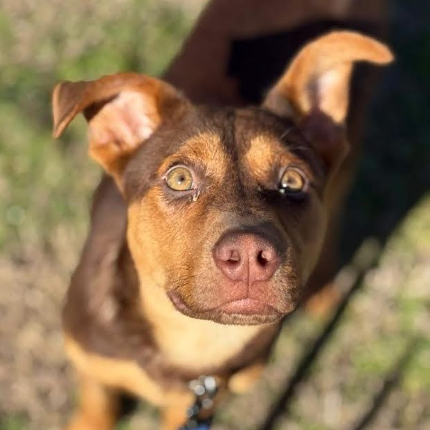 Cooper, Adoptable, Puppy Male Australian Shepherd.