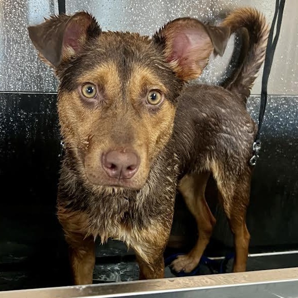 Enlarge Cooper, a Adoptable mixed breed in Austin, AR image 4/5